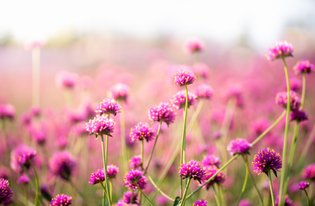 Picture shows purple flowers in a field